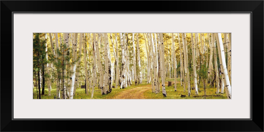 This panoramic photograph shows a path through a forest lined with trees.