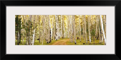 Aspen trees in a forest, Dixie National Forest, Utah