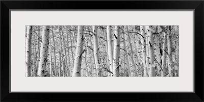 Aspen trees in a forest, Rock Creek Lake, California