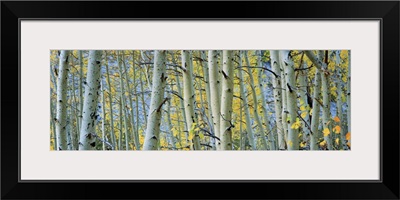 Aspen trees in a forest, Rock Creek Lake, California