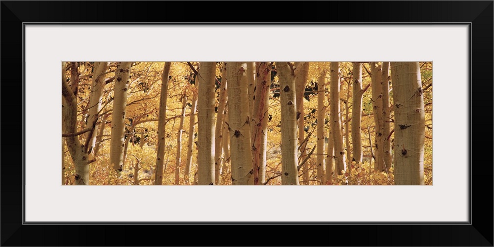 Wide angle photograph of a dense forest of aspen trees surrounded by golden fall foliage, in Rock Creek Lake, California.