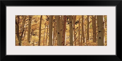 Aspen trees in a forest, Rock Creek Lake, California