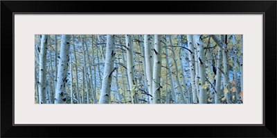 Aspen trees in a forest, Rock Creek Lake, California