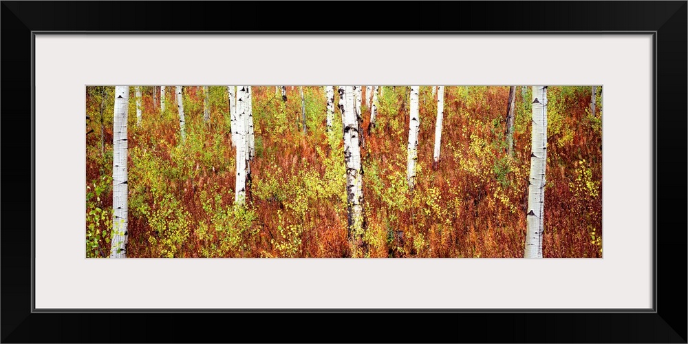 Panoramic photograph of birch trees in forest surrounded by autumn foliage.