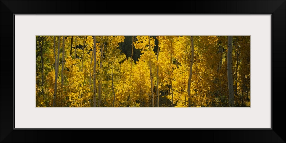 Panoramic view of a forest full of bright leafy trees with thin trunks in a forest in the Rocky Mountains.