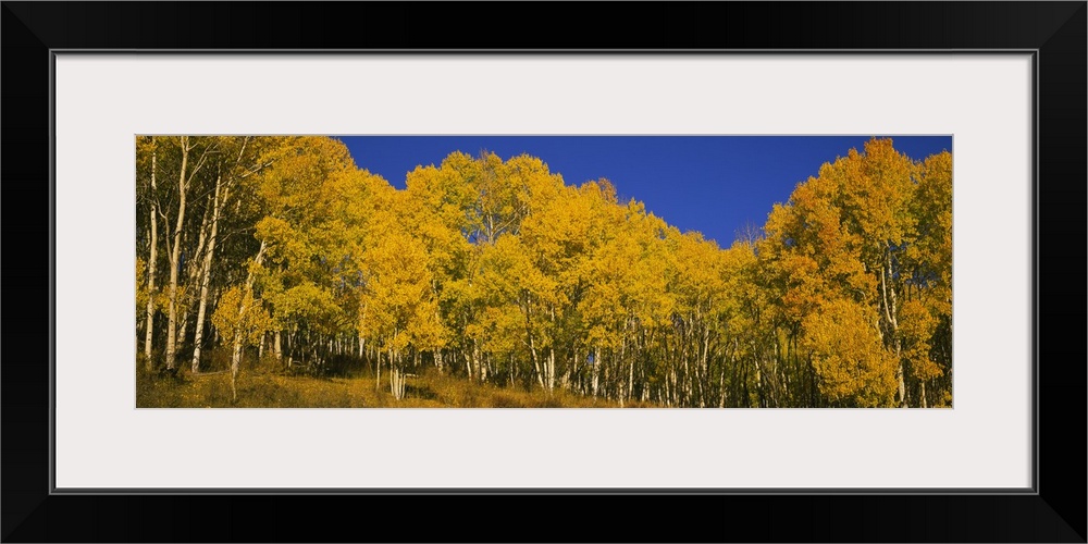 Panoramic photo of fall foliage in a forest in Colorado printed on canvas.