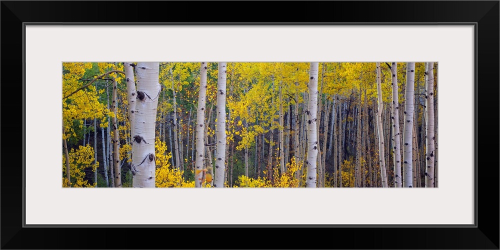 Panoramic photograph of a dense forest filled with Aspen trees located within Telluride, Colorado.