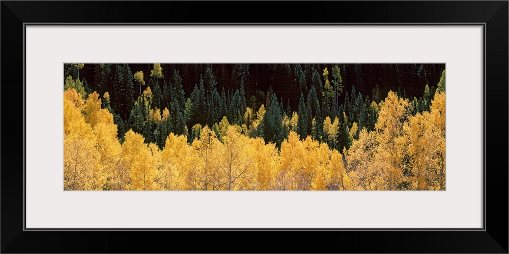 Panoramic photograph of golden tree tops with forest in the background.