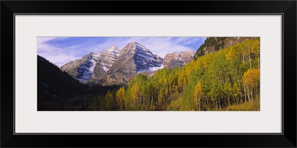 Aspen trees in a forest with a mountain range in the background, Maroon Bells, Pitkin County, Gunnison County, Colorado