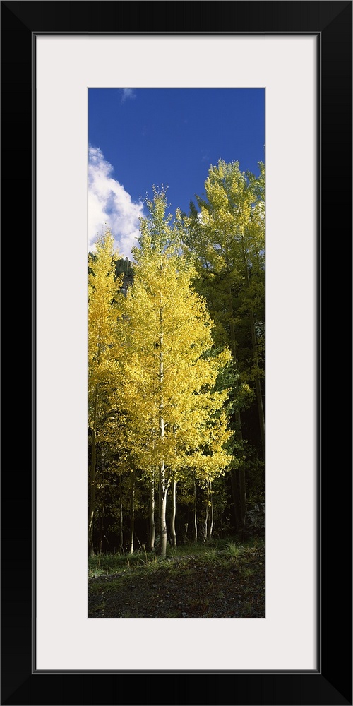 Aspen trees in a park, Colorado, USA