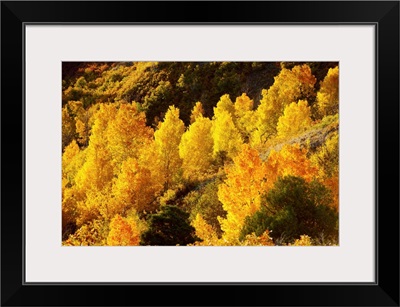 Aspen trees in autumn, Capitol Reef National Park, Utah