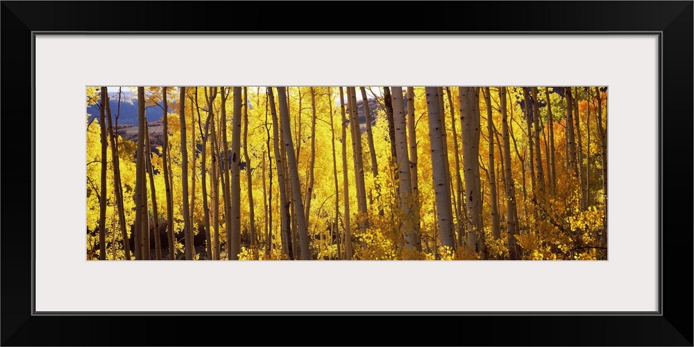 Wide angle photograph of golden Aspen trees, basking in the autumn sunlight, in a forest in Colorado.