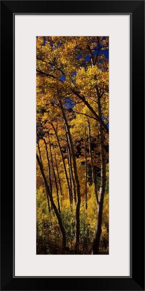 Panoramic photograph displays a dense forest of tall skinny trees in the Western United States showing bright Fall colors ...