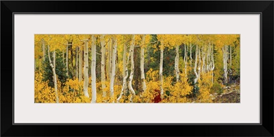 Aspen trees in autumn, Dixie National Forest, Utah
