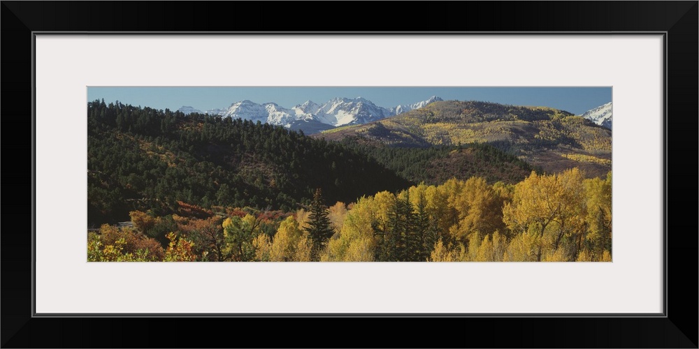 Aspen trees in autumn, Rocky Mountains, San Juan National Park, Colorado