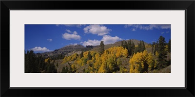 Aspen trees in mountains, Sonora Pass, Sierra Mountain, California