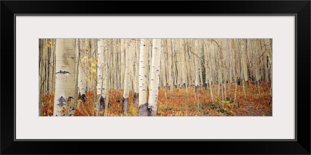 Landscape, large wall picture of a dense forest of white aspen trees in Aspen, Colorado.