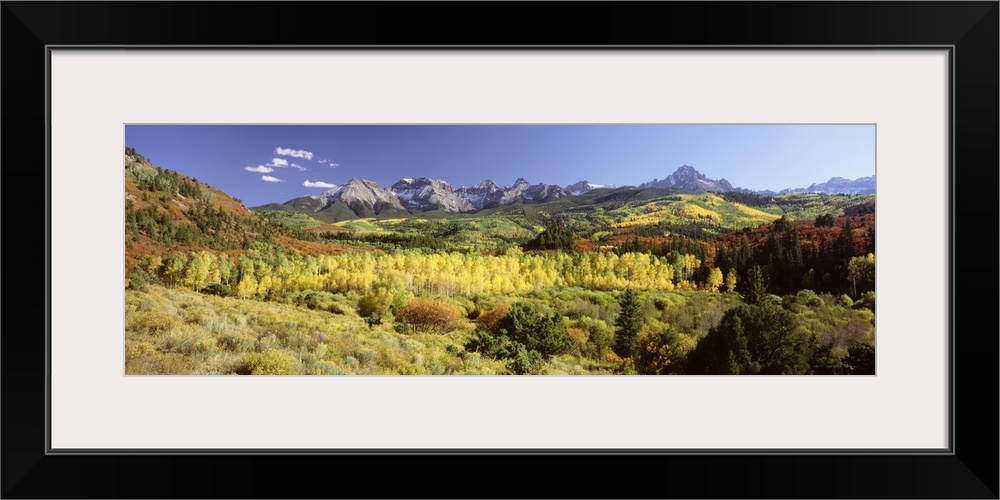 Aspen trees on a landscape, Sneffels Range, Colorado