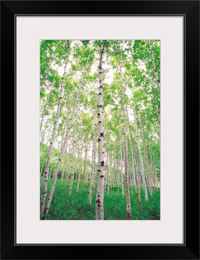 Aspen Trees, View From Below