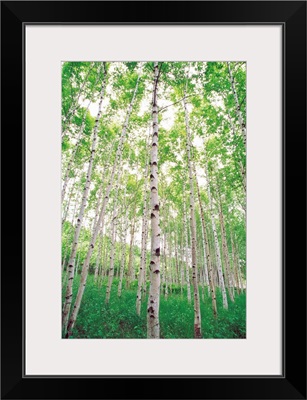 Aspen Trees, View From Below