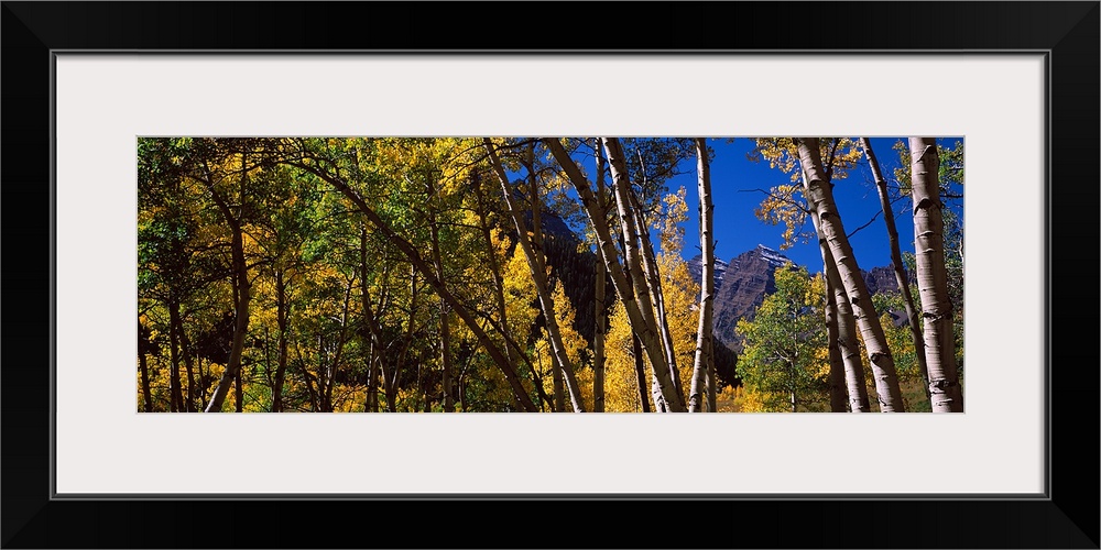 Panoramic photograph on a large canvas of fall colored aspen trees in Pitkin County, Colorado.  The Maroon Bells can be se...