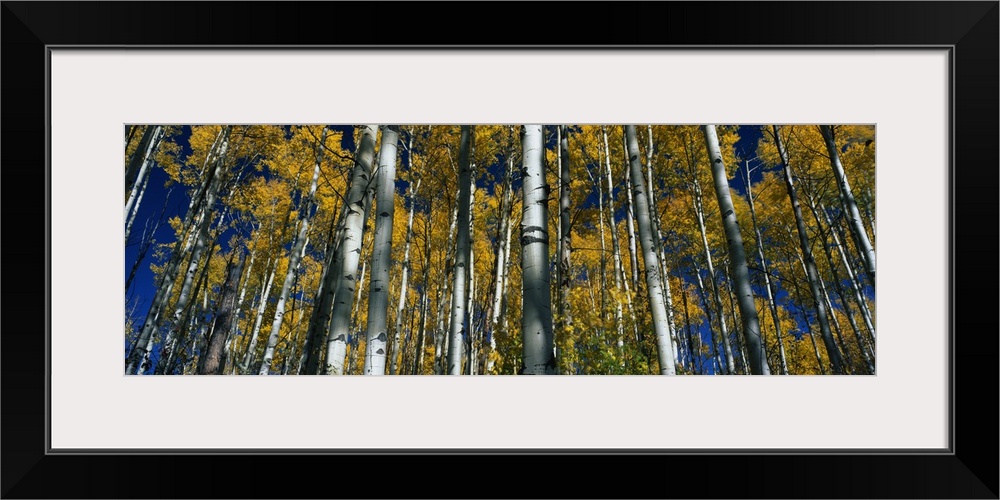 Panoramic photograph of birch forest.  The leaves on the trees are bright mustard colored and the clear sky can be seen th...