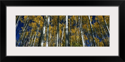 Aspens CO