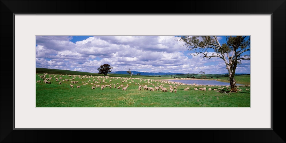 Australia, New South Wales, sheep grazing