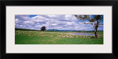 Australia, New South Wales, sheep grazing