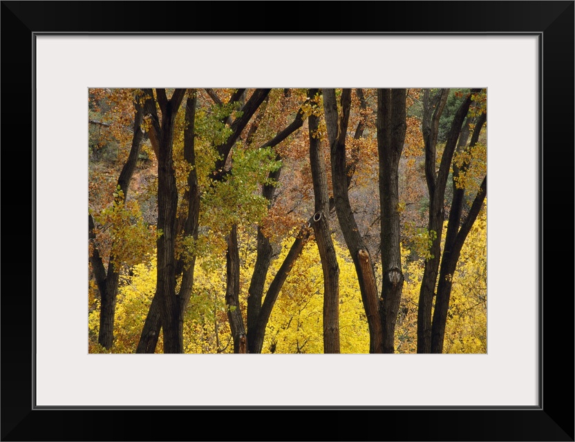 Big photo on canvas of trees with fall foliage in a forest.