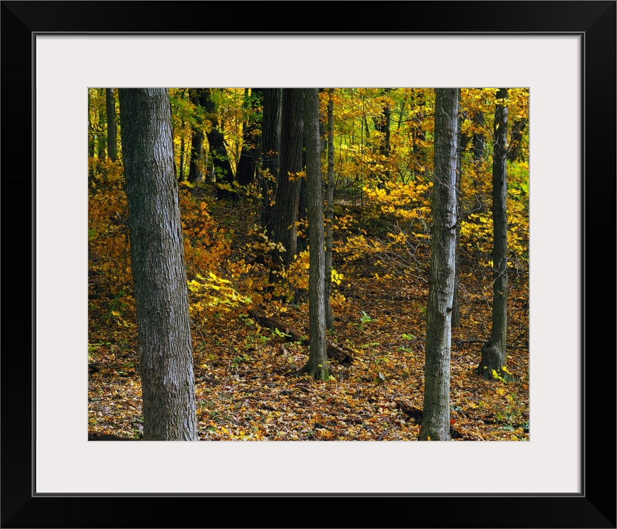 Autumn color forest, Palisades-Kepler State Park, Iowa