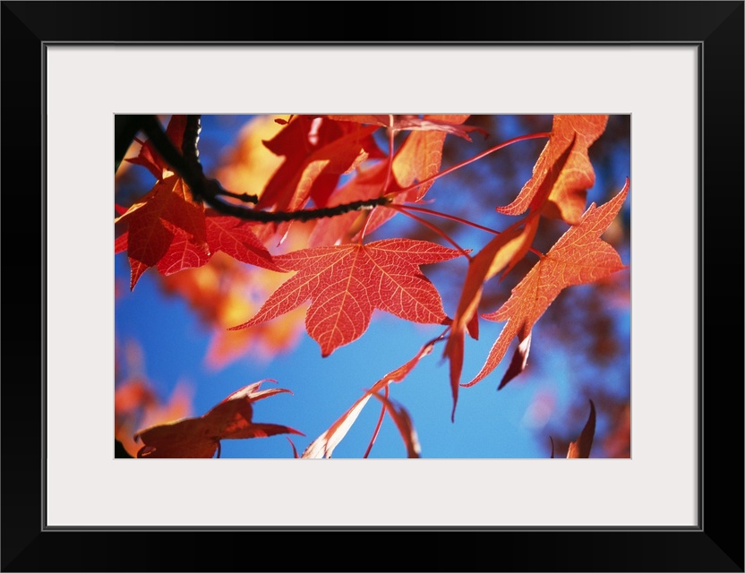 Photo print of fall foliage on a tree up close.