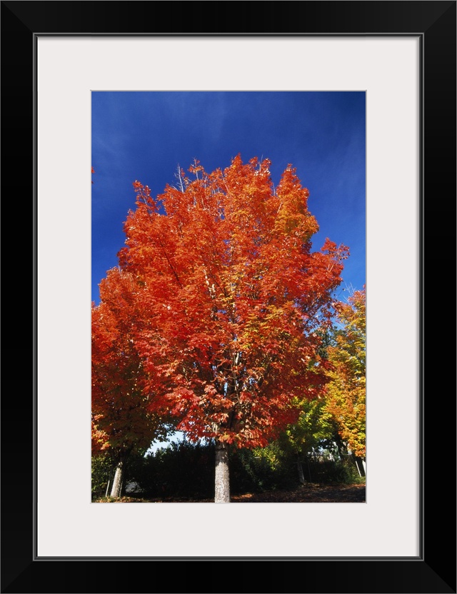 Autumn Color Maple Trees