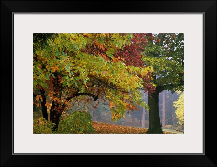 Up-close photograph of trees filled with color fall foliage.