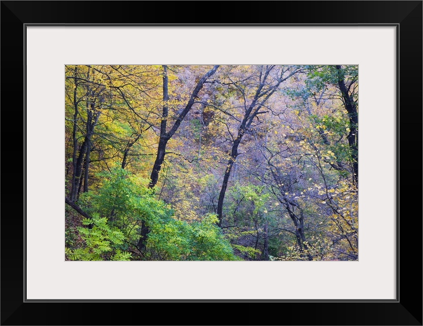 Photograph taken through dense brush during the fall season as the leaves have begun to change colors.