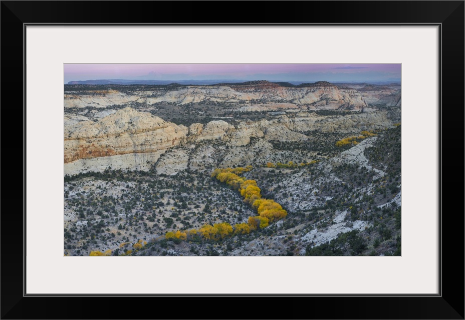 Autumn cottonwood trees outline the Deer Creek drainage from Highway 12, Grand Staircase-Escalante National Monument, Utah...