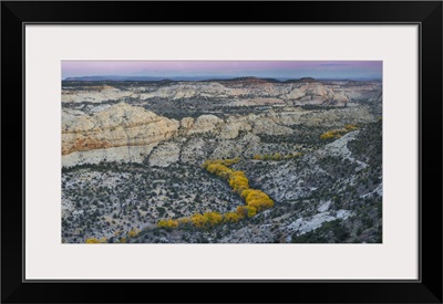 Autumn cottonwood trees, Grand Staircase-Escalante National Monument, Utah