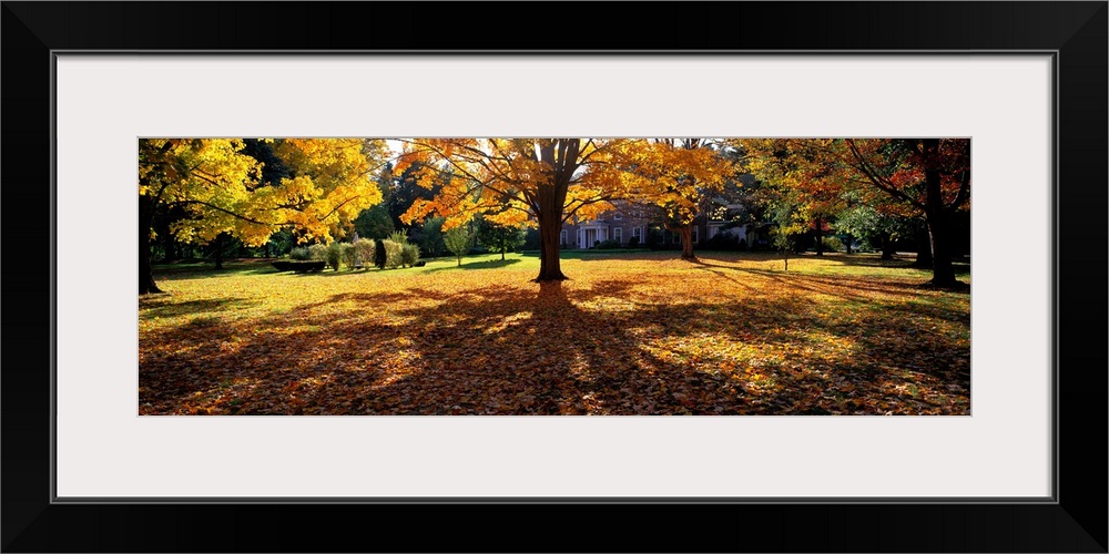 Trees in autumn are photographed panoramically as their leaves have fallen and blanketed the ground.