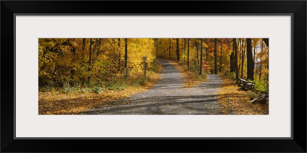 Autumn leaves on the road, Connecticut