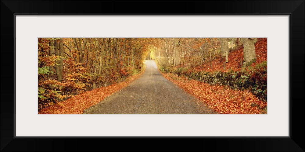 Panoramic photograph taken of a desolate street encapsulated by a woodland full of bare trees and their fallen leaves.