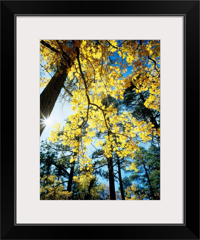 Vertical, low angle photograph, looking toward the bright sun through the golden leaves on the branches of a large tree, s...