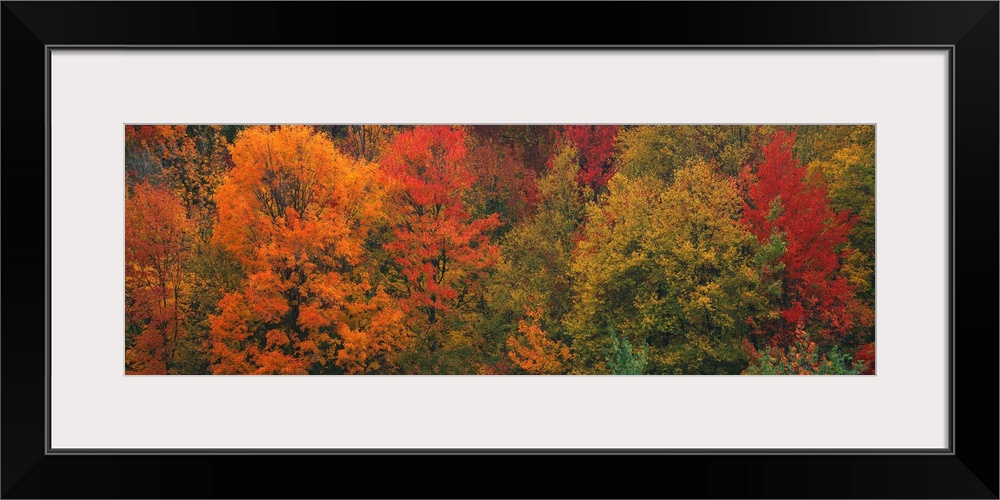 Aerial photograph on a giant canvas of fall colored trees in Connecticut.