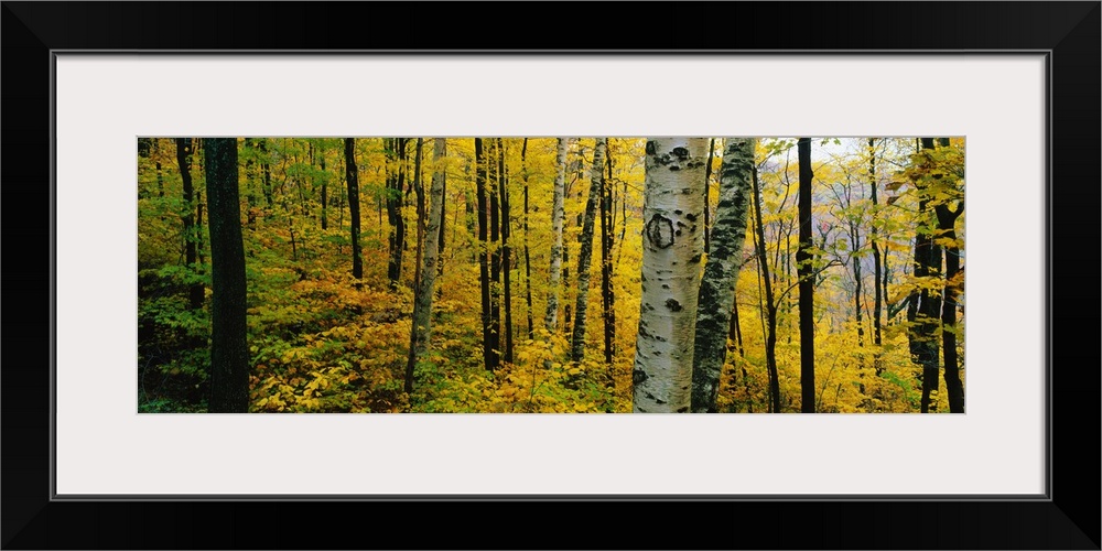 Oversized, landscape photograph of a forest full of trees and golden fall foliage, in Massachusetts.