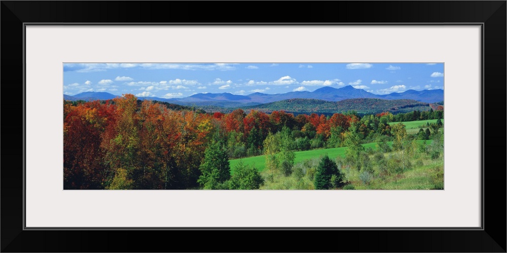 Autumn Trees VT