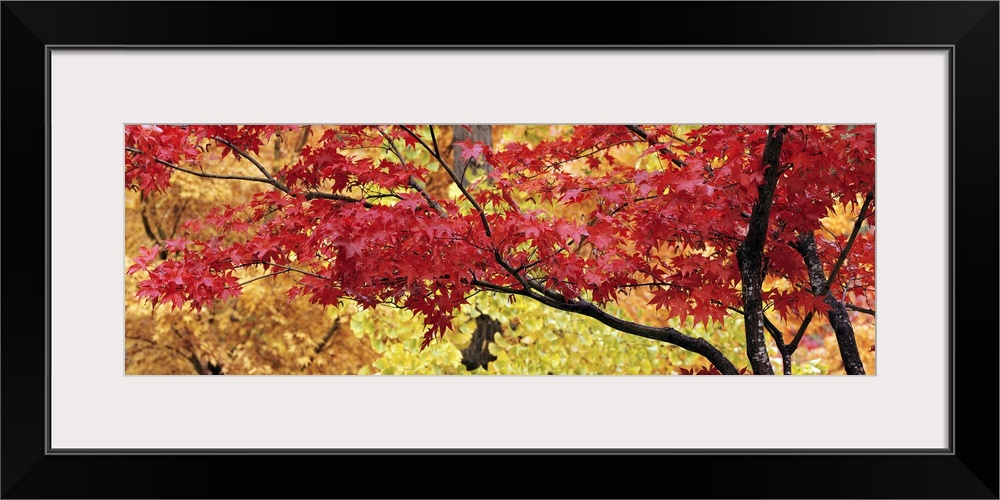 Big panoramic piece that is a photograph taken of a maple tree with red leaves and various colored tree leaves in the back...