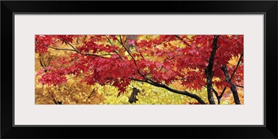 Autumnal leaves on Maple trees in a forest