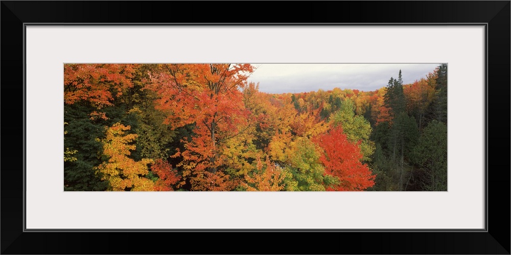 This is a panoramic photograph of a canopy of fall foliage extending beyond the horizon.