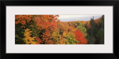 Autumnal trees in a forest, Hiawatha National Forest, Upper Peninsula, Michigan