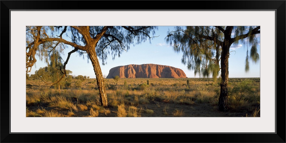 This panoramic photograph is taken of Ayers Rock from a distance through trees and across massive terrain.