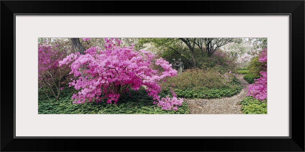 Long photo of brightly colored flowers blooming on small trees in a garden.